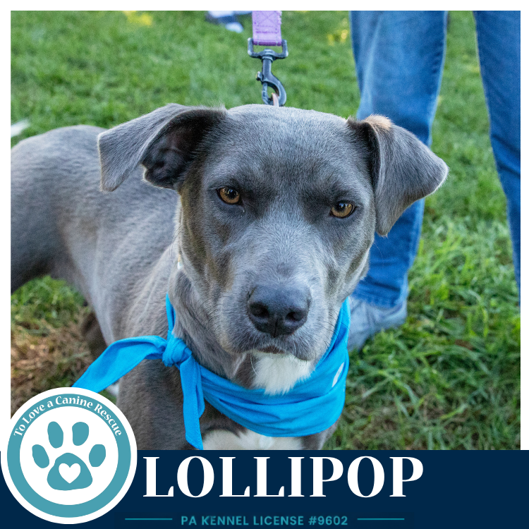 Lollipop 100326, photo 2