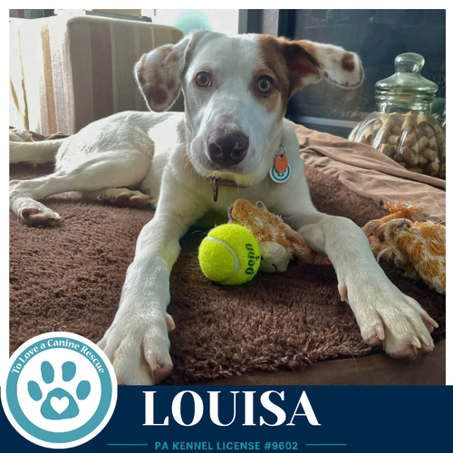 Louisa 100326, a dog for adoption from To Love a Canine Rescue, Inc.