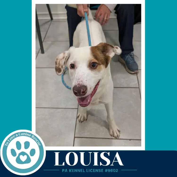Louisa image 2