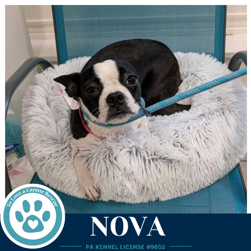 Nova 100326, a dog for adoption from To Love a Canine Rescue, Inc.