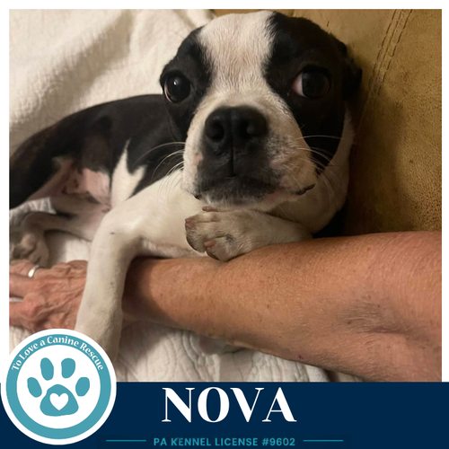 Photo 2 of Nova 100326