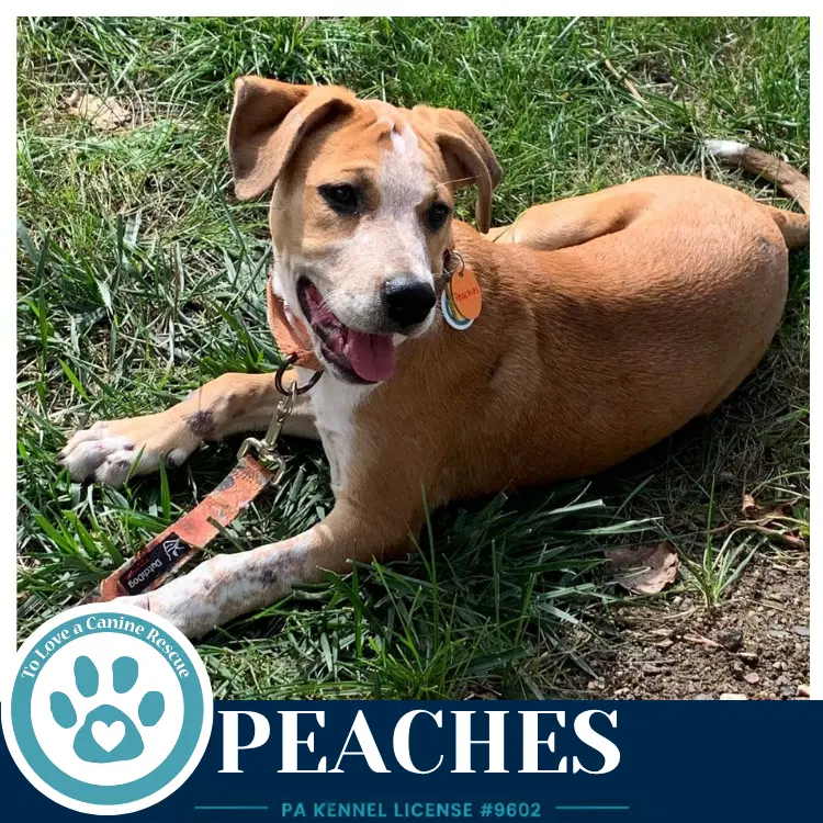 Peaches - Cattle Dog