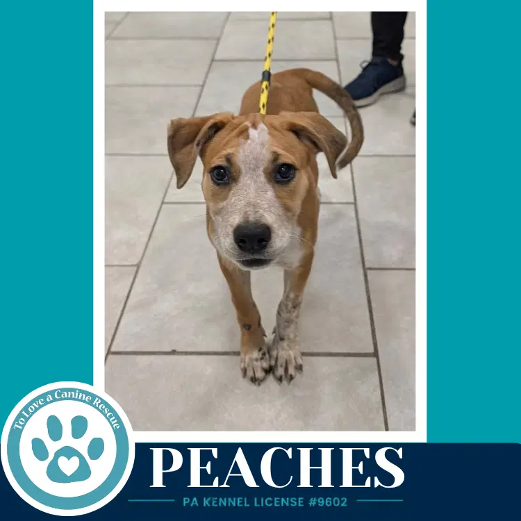 Peaches image 2