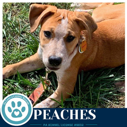Photo 3 of Peaches 100326