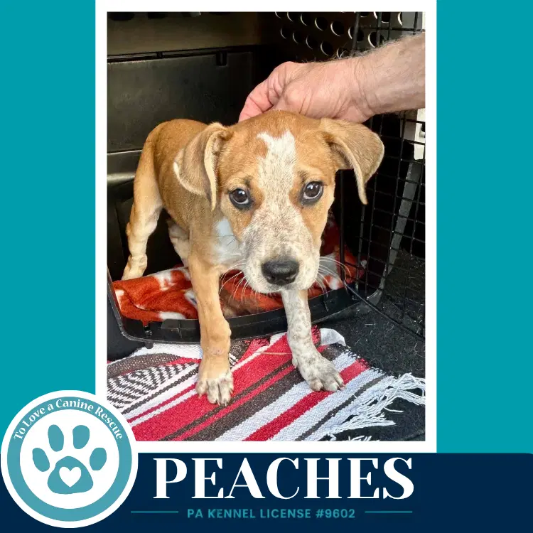 Peaches image 4