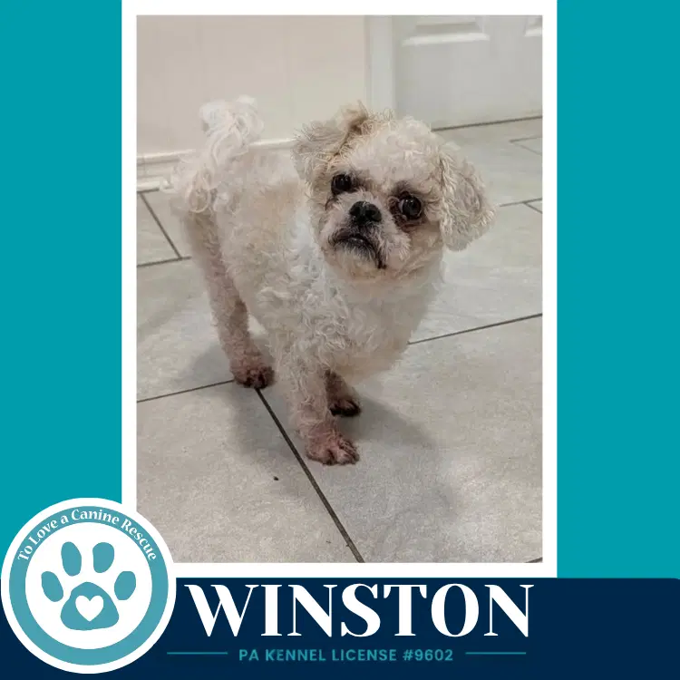 Winston - Shih Tzu