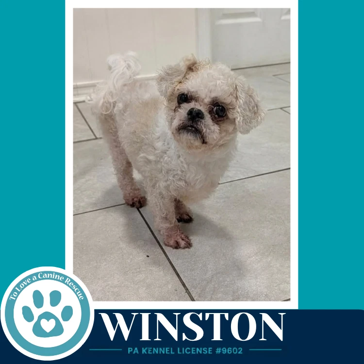 Winston