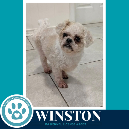 Winston 100326, a dog for adoption from To Love a Canine Rescue, Inc.
