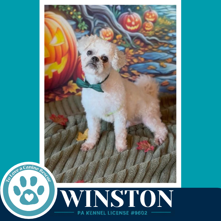 Winston 100326