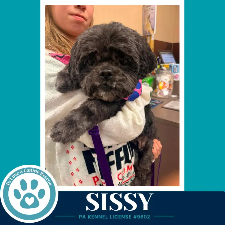 Sissy - Lhasa Apso