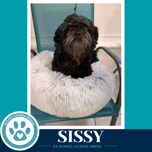 Photo 2 of Sissy 100326