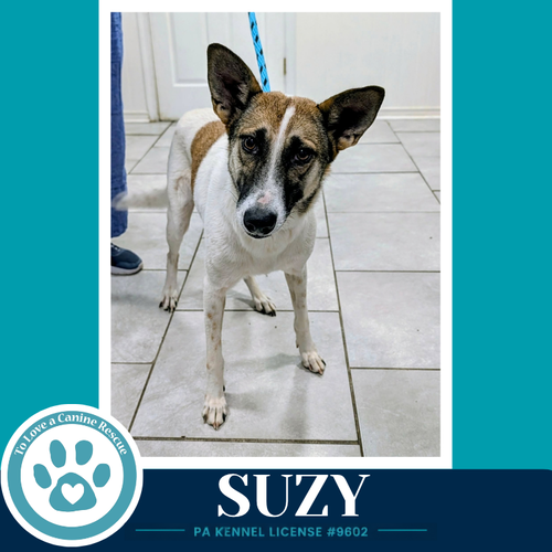 Suzy (Mom to the Smarty Pants Pups) 100326, a dog for adoption from To Love a Canine Rescue, Inc.