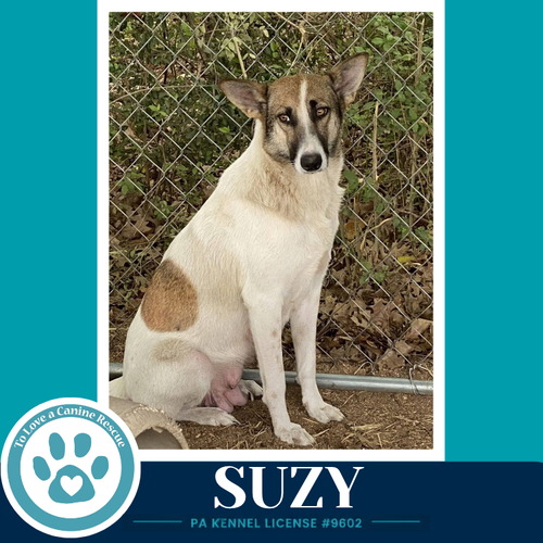 Photo 2 of Suzy (Mom to the Smarty Pants Pups) 100326