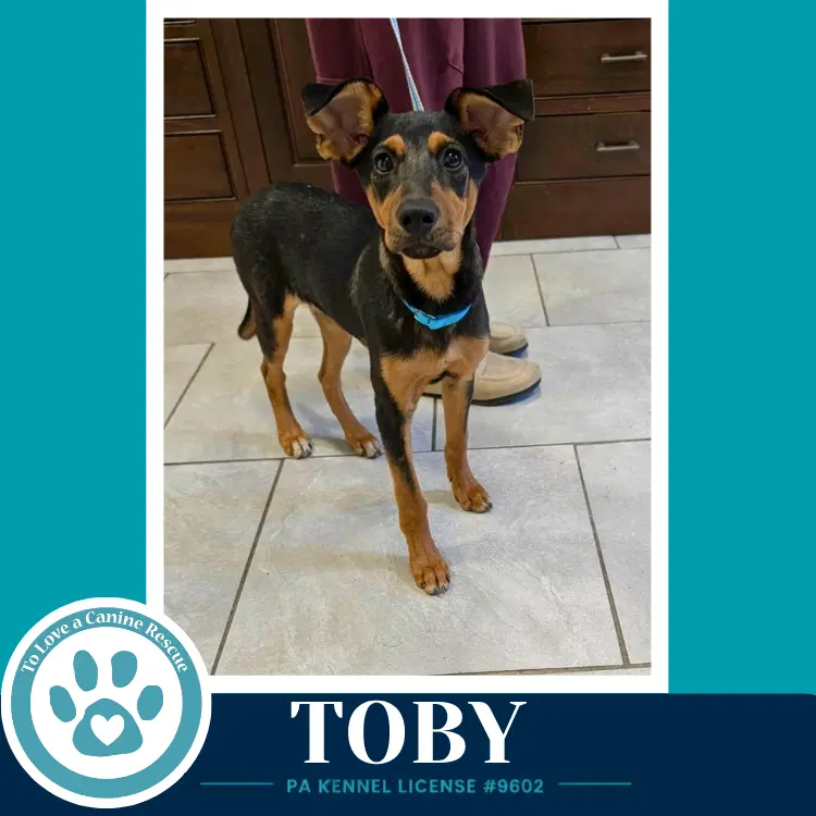 Toby - Shepherd