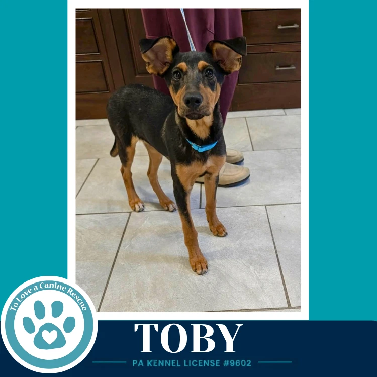Toby