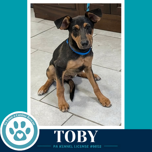 Photo 2 of Toby 100326
