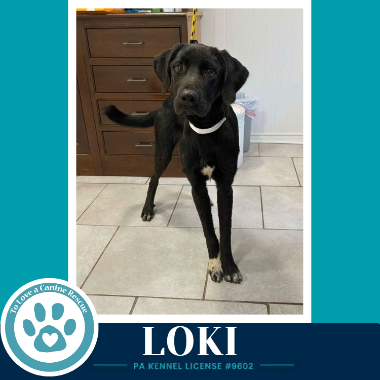 Loki (The L Train) 100326