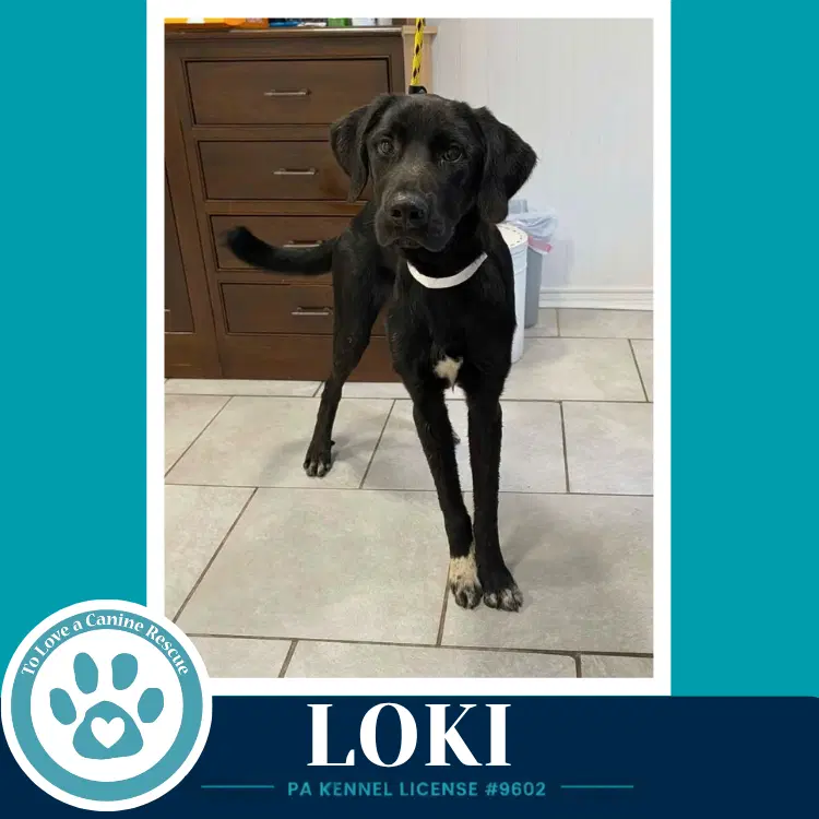 Loki The L Train - Labrador Retriever