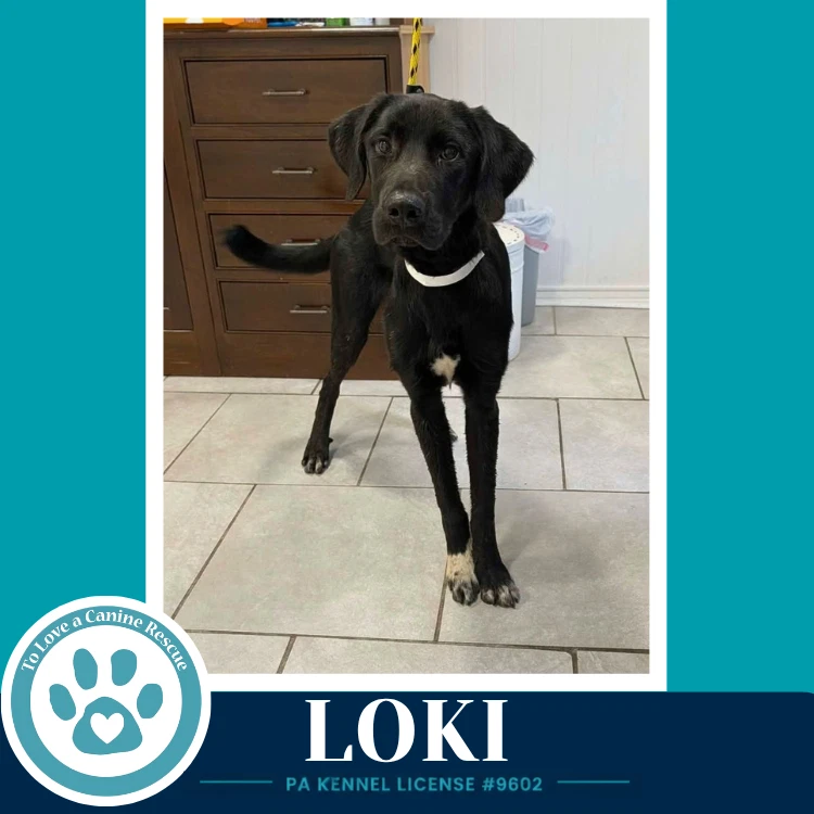 Loki The L Train