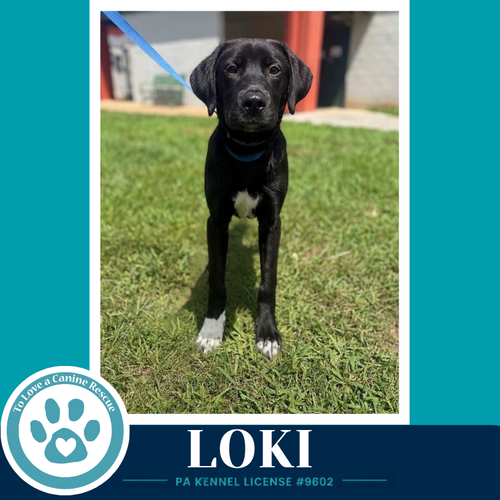 Photo 2 of Loki (The L Train) 100326