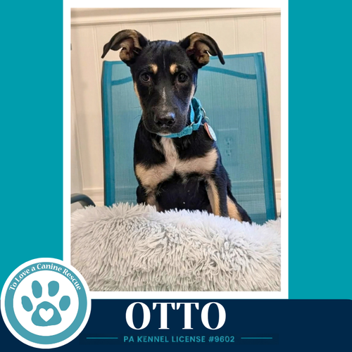 Otto (Prost Pups) 100326, a dog for adoption from To Love a Canine Rescue, Inc.