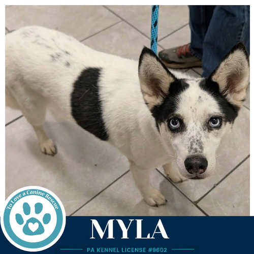 Myla 100326, a dog for adoption from To Love a Canine Rescue, Inc.