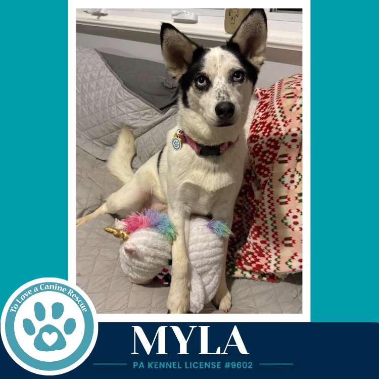 Myla 100326, photo 3