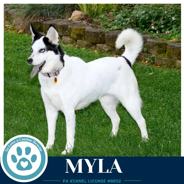 Myla image 4