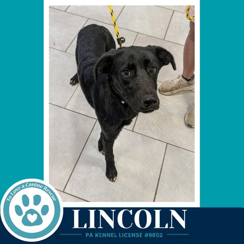 Lincoln (The L Train) 100326, a dog for adoption from To Love a Canine Rescue, Inc.