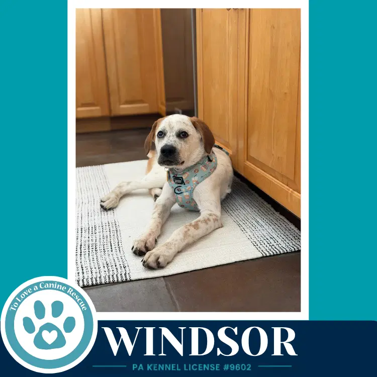 Windsor The Palace Pups image 2