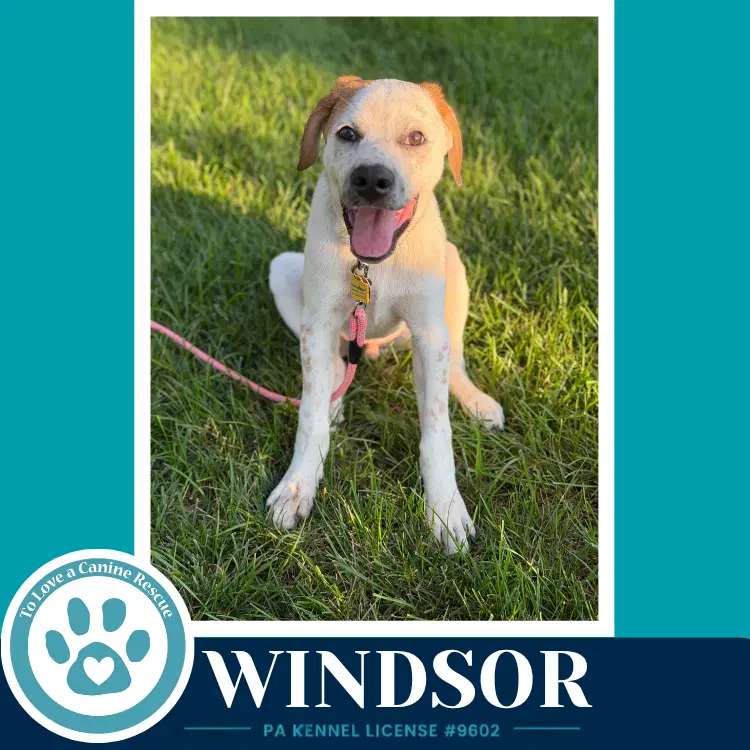 Windsor The Palace Pups image 3