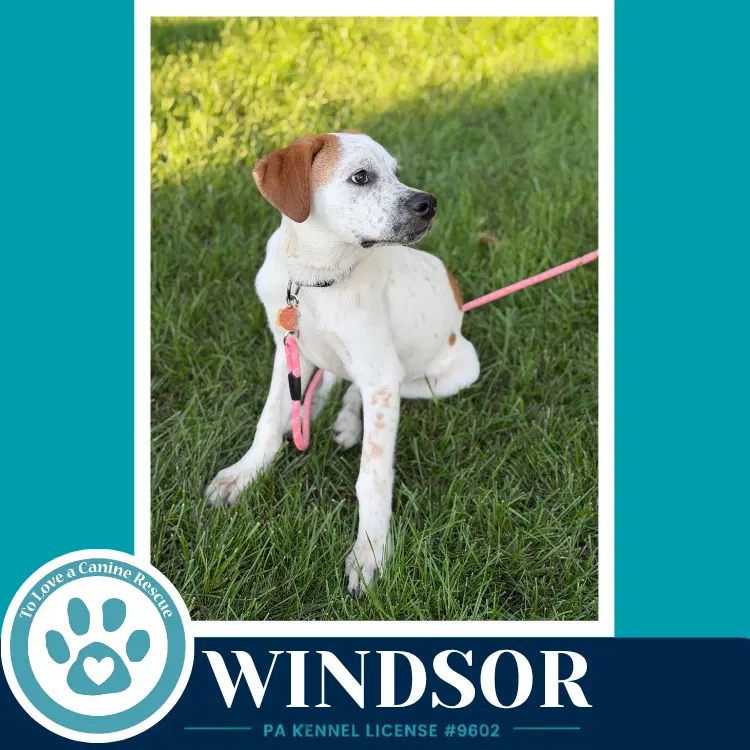 Windsor The Palace Pups image 4