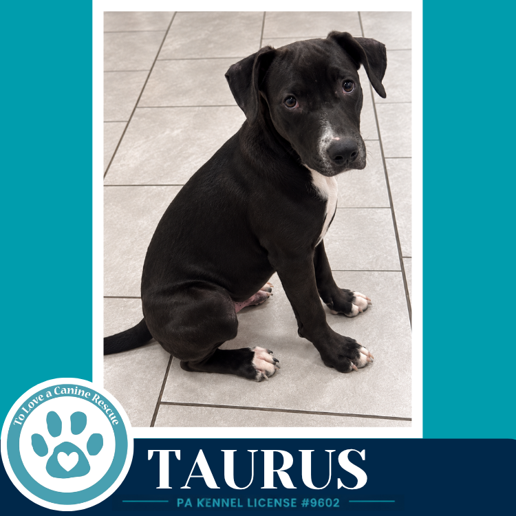 Taurus (Horoscope Pups) 100326
