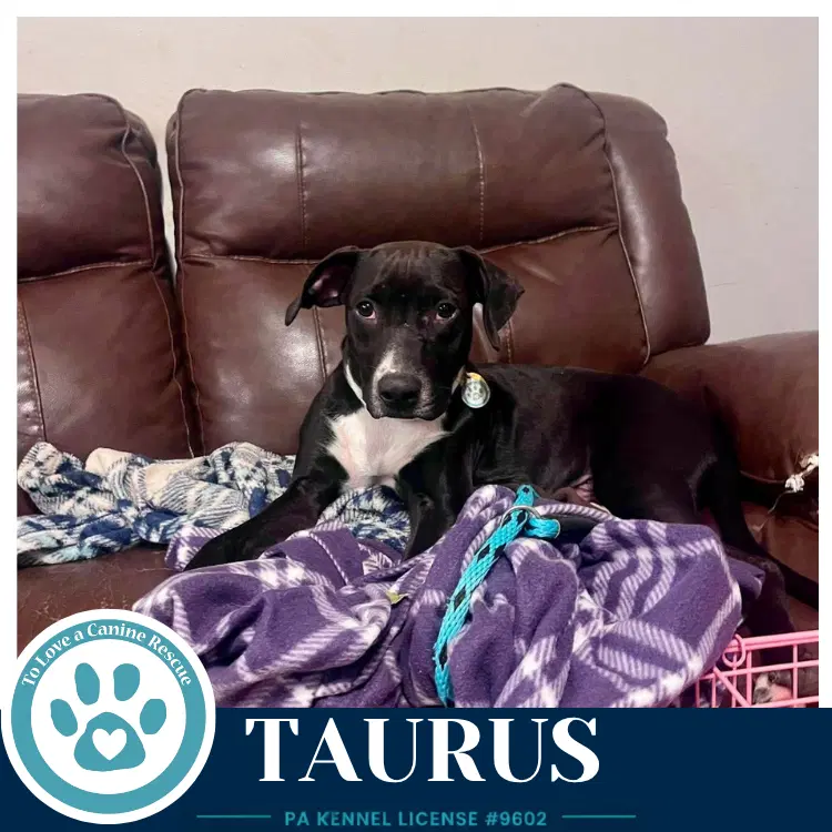 Taurus Horoscope Pups image 2