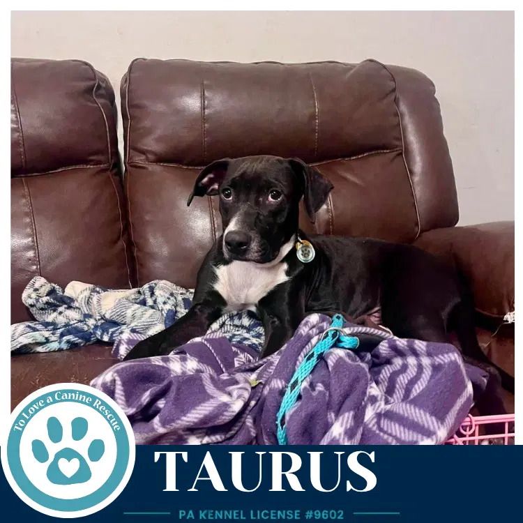 Taurus Horoscope Pups image 3