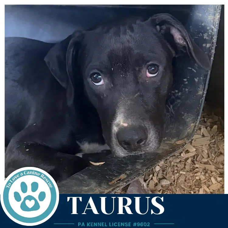 Taurus Horoscope Pups image 4