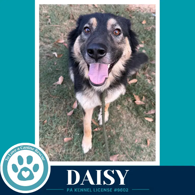 Daisy Mom To The Triple D's image 3