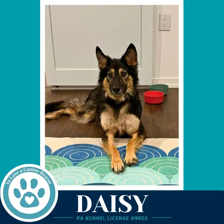 Daisy Mom To The Triple D's - German Shepherd Dog