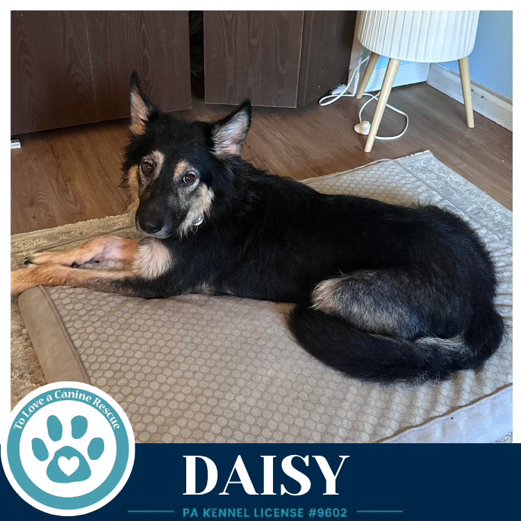 Daisy (Mom to the Triple D's) 101726, photo 2