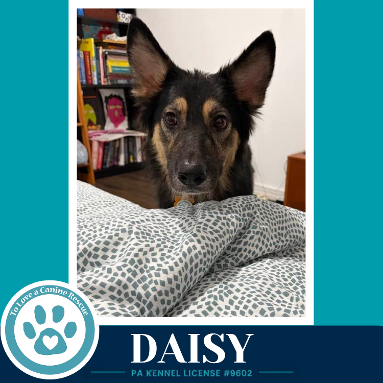 Daisy (Mom to the Triple D's) 101726, photo 3