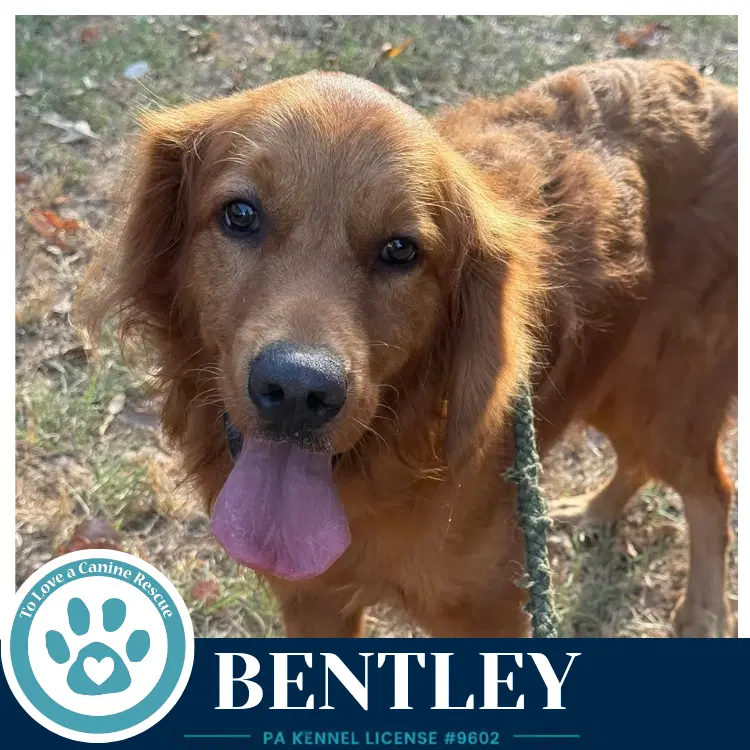 Bentley - Golden Retriever