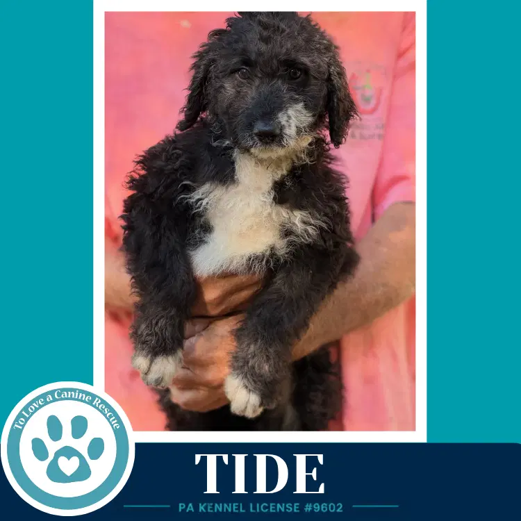Tide Seashore Squad - Poodle (unknown type)