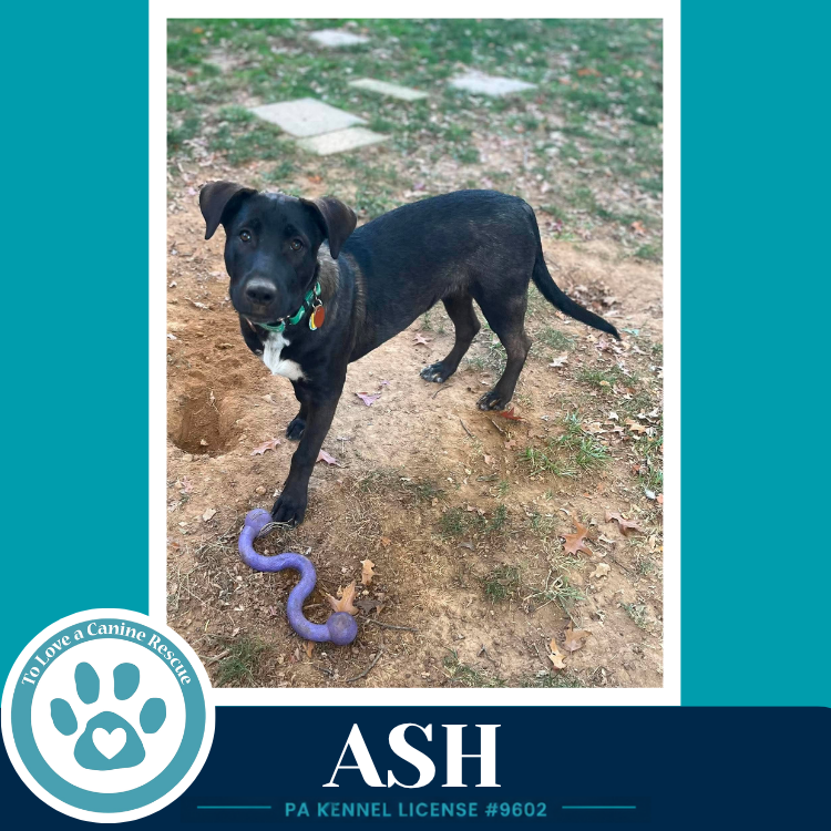 Ash (Arctic Team) 101726, photo 2