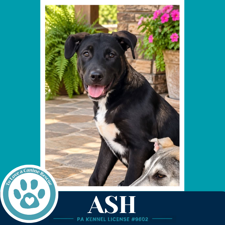 Ash (Arctic Team) 101726, photo 3