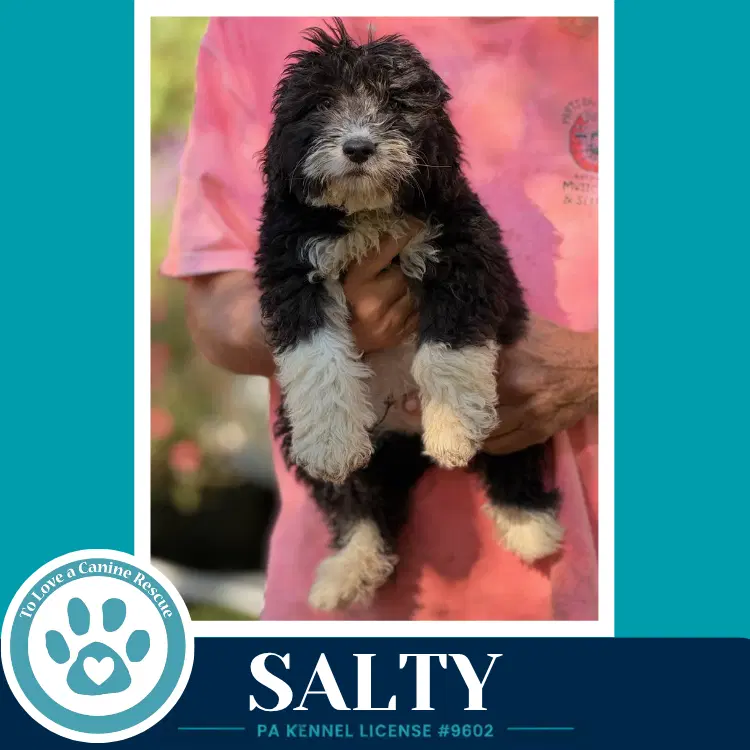 Salty Seashore Squad - Poodle (unknown type)