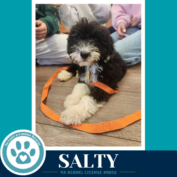 Salty (Seashore Squad) 101726
