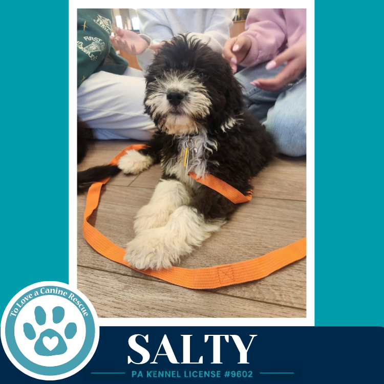 Salty (Seashore Squad) 101726, photo 2