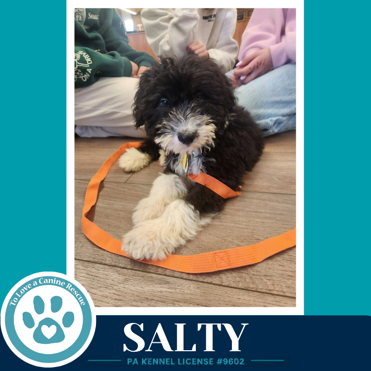 Salty (Seashore Squad) 101726, photo 3