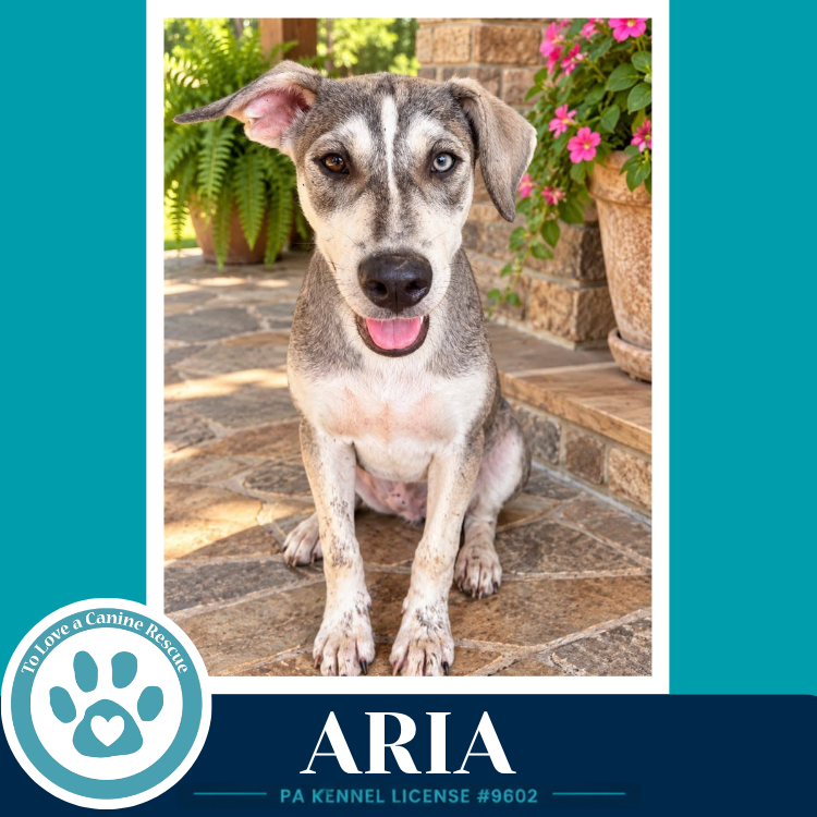 Aria (Arctic Team) 101726