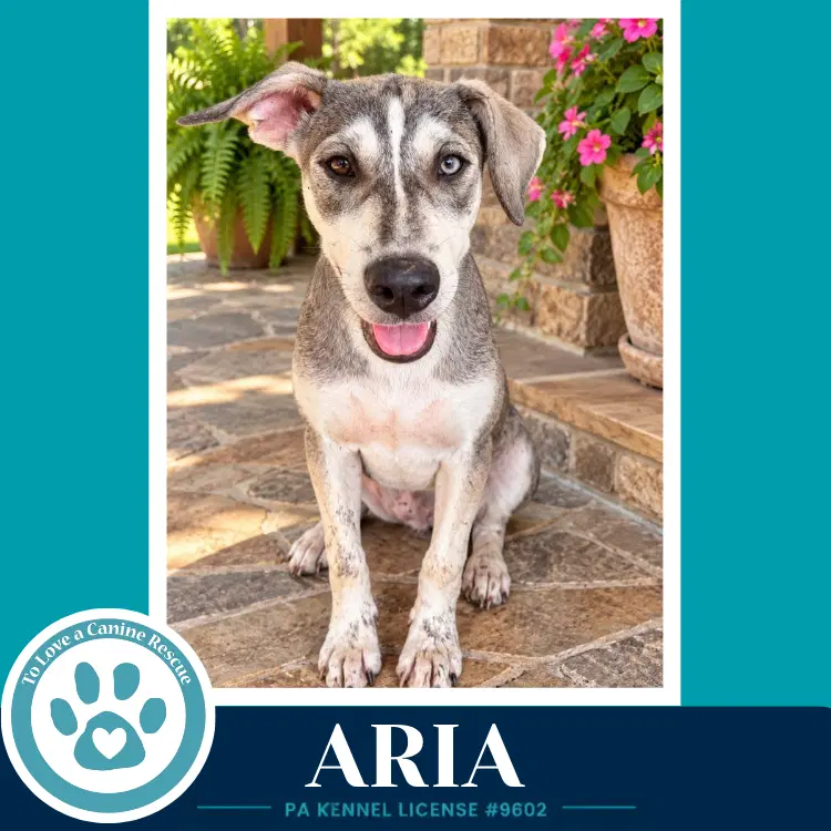 Aria Arctic Team - Husky